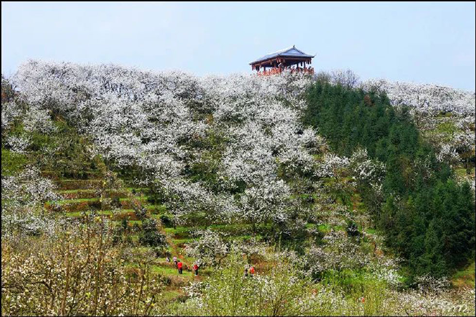 【春天，广西桂林灌阳县向您发出邀请！】我们在灌阳看梨花 - 游山玩水 - 广元生活社区 - 广元28生活网 guangyuan.28life.net