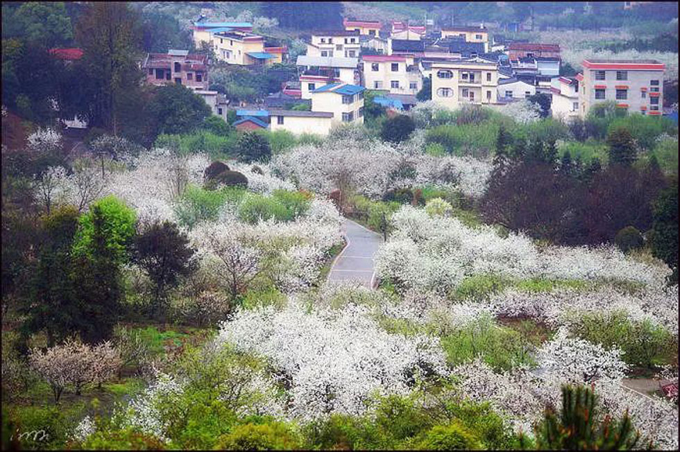 【春天，广西桂林灌阳县向您发出邀请！】我们在灌阳看梨花 - 游山玩水 - 广元生活社区 - 广元28生活网 guangyuan.28life.net