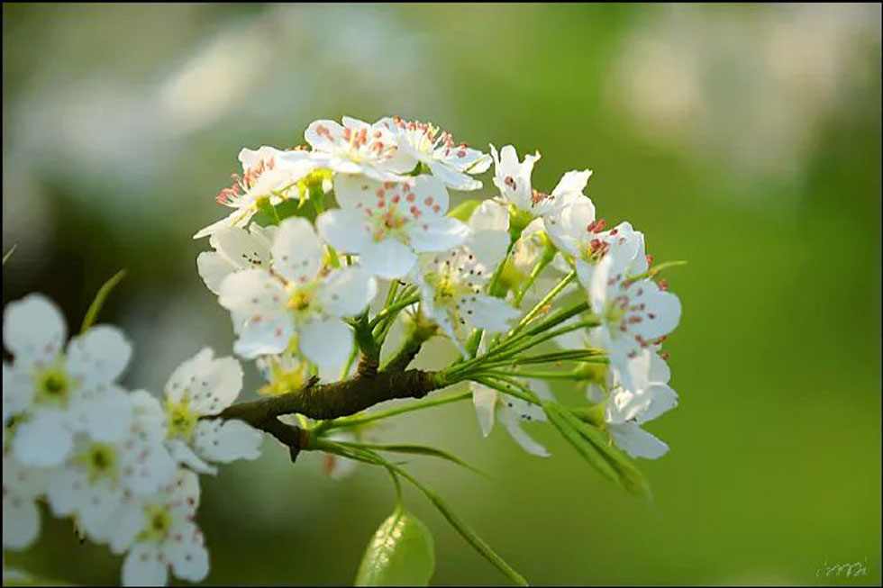 【春天，广西桂林灌阳县向您发出邀请！】我们在灌阳看梨花 - 游山玩水 - 广元生活社区 - 广元28生活网 guangyuan.28life.net