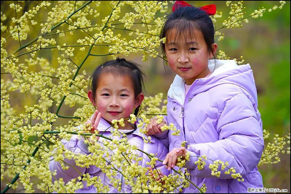 【春天，广西桂林灌阳县向您发出邀请！】米珠山前有片山苍子花在飘香 - 游山玩水 - 广元生活社区 - 广元28生活网 guangyuan.28life.net
