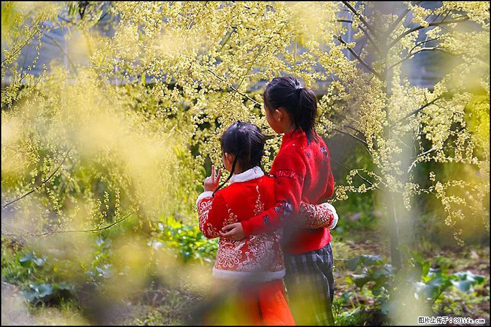 【春天，广西桂林灌阳县向您发出邀请！】米珠山前有片山苍子花在飘香 - 游山玩水 - 广元生活社区 - 广元28生活网 guangyuan.28life.net