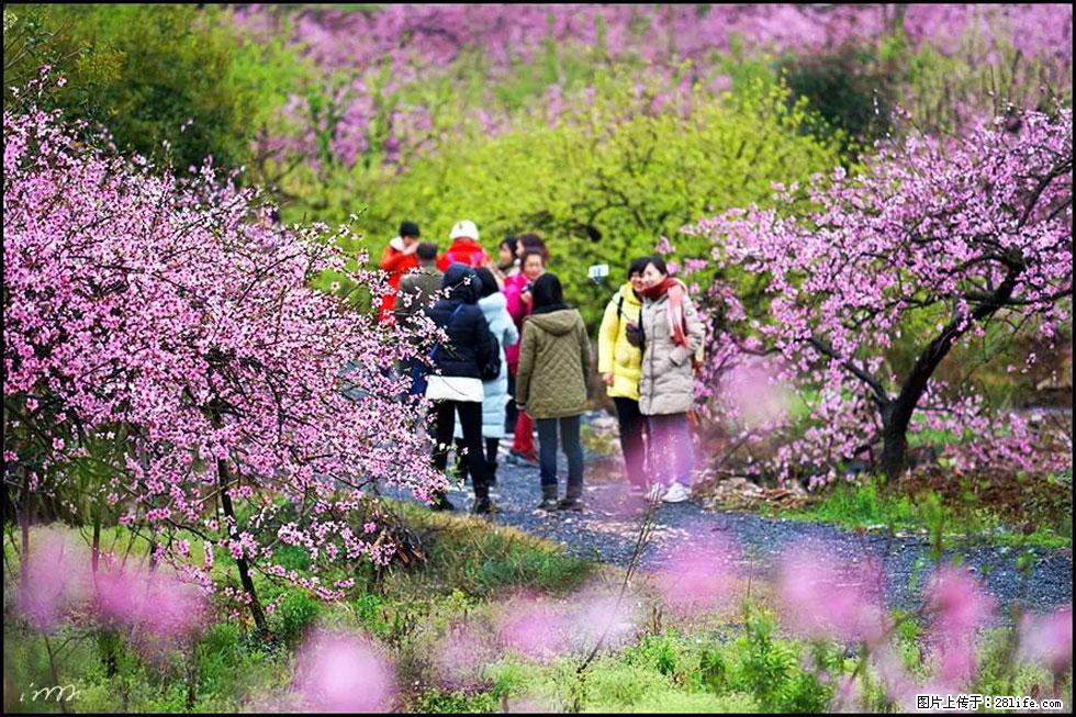 【春天，广西桂林灌阳县向您发出邀请！】官庄村有个醉美的桃花园 - 游山玩水 - 广元生活社区 - 广元28生活网 guangyuan.28life.net