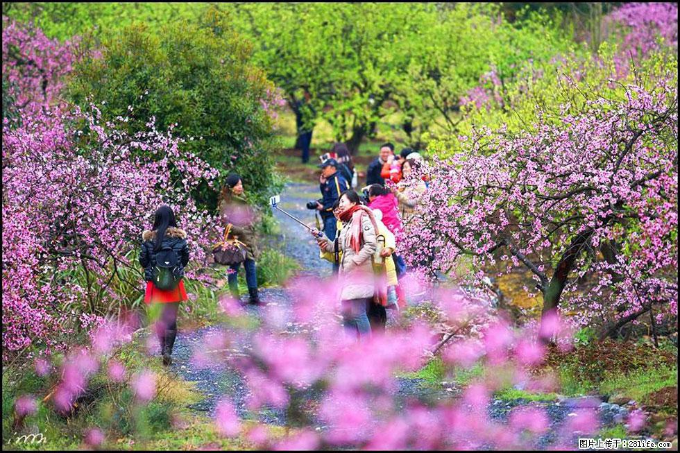 【春天，广西桂林灌阳县向您发出邀请！】官庄村有个醉美的桃花园 - 游山玩水 - 广元生活社区 - 广元28生活网 guangyuan.28life.net
