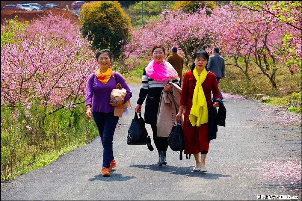 【春天，广西桂林灌阳县向您发出邀请！】官庄村有个醉美的桃花园 - 游山玩水 - 广元生活社区 - 广元28生活网 guangyuan.28life.net