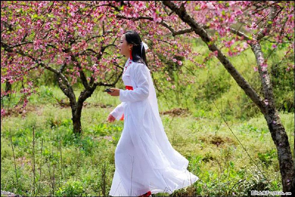 【春天，广西桂林灌阳县向您发出邀请！】官庄村有个醉美的桃花园 - 游山玩水 - 广元生活社区 - 广元28生活网 guangyuan.28life.net