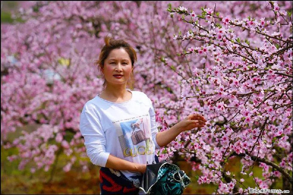 【春天，广西桂林灌阳县向您发出邀请！】官庄村有个醉美的桃花园 - 游山玩水 - 广元生活社区 - 广元28生活网 guangyuan.28life.net