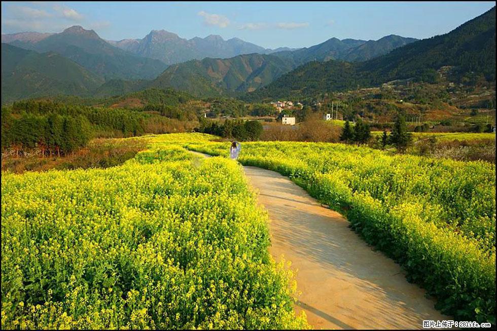 【春天，广西桂林灌阳县向您发出邀请！】长坪村油菜盛情花开 - 游山玩水 - 广元生活社区 - 广元28生活网 guangyuan.28life.net