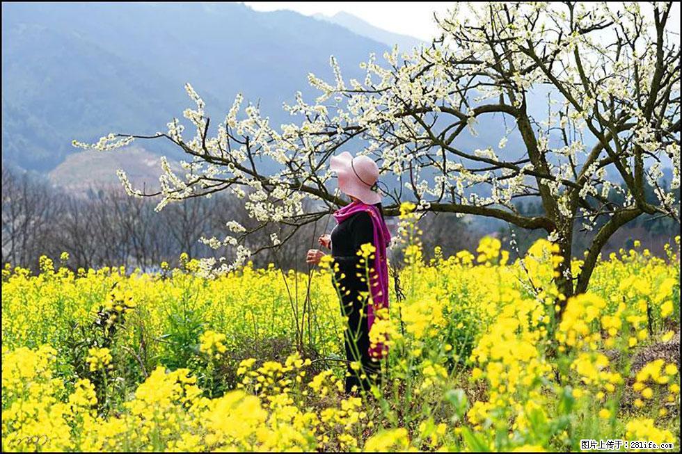 【春天，广西桂林灌阳县向您发出邀请！】长坪村油菜盛情花开 - 游山玩水 - 广元生活社区 - 广元28生活网 guangyuan.28life.net