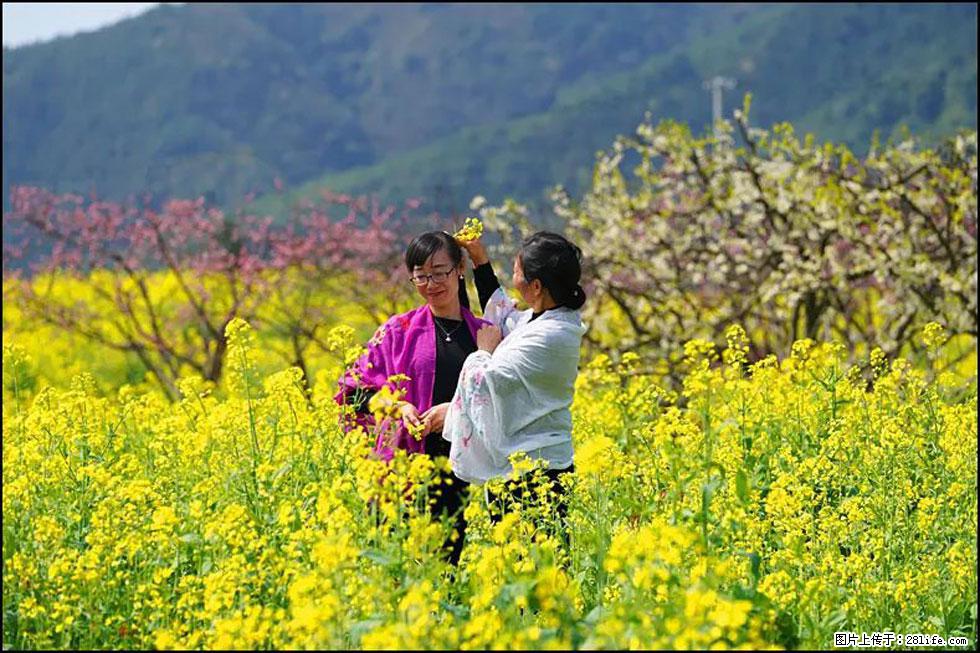 【春天，广西桂林灌阳县向您发出邀请！】长坪村油菜盛情花开 - 游山玩水 - 广元生活社区 - 广元28生活网 guangyuan.28life.net