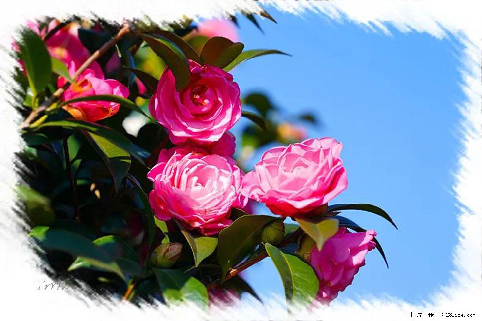 【春天，广西桂林灌阳县向您发出邀请！】杨柳井茶花惹人爱 - 游山玩水 - 广元生活社区 - 广元28生活网 guangyuan.28life.net
