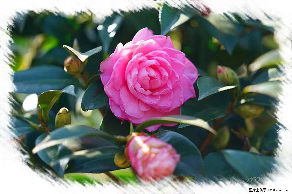 【春天，广西桂林灌阳县向您发出邀请！】杨柳井茶花惹人爱 - 游山玩水 - 广元生活社区 - 广元28生活网 guangyuan.28life.net