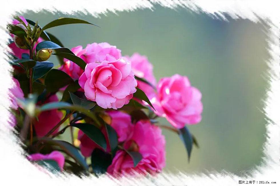 【春天，广西桂林灌阳县向您发出邀请！】杨柳井茶花惹人爱 - 游山玩水 - 广元生活社区 - 广元28生活网 guangyuan.28life.net