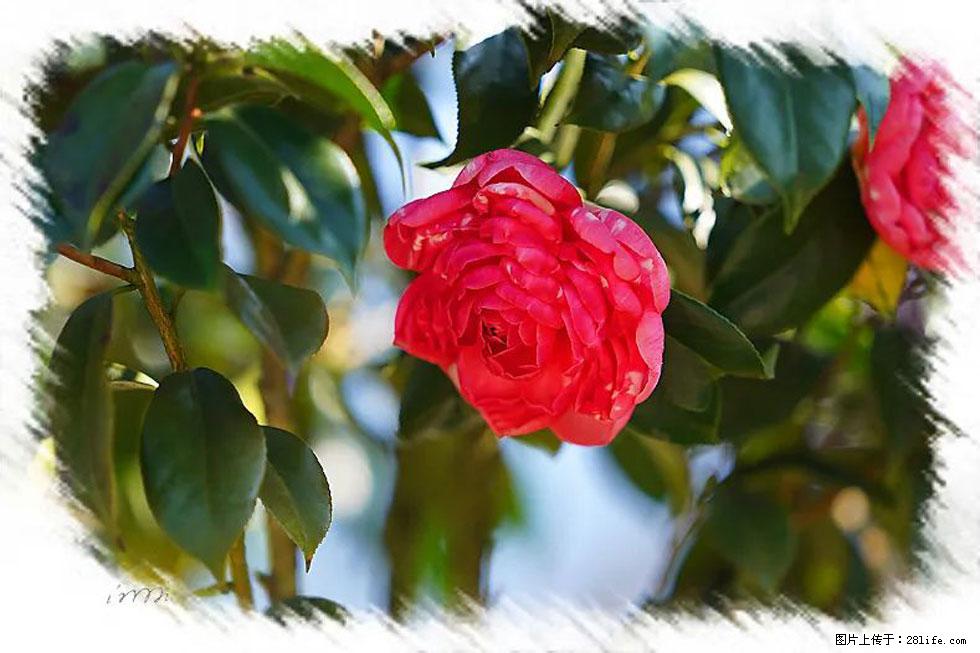 【春天，广西桂林灌阳县向您发出邀请！】杨柳井茶花惹人爱 - 游山玩水 - 广元生活社区 - 广元28生活网 guangyuan.28life.net