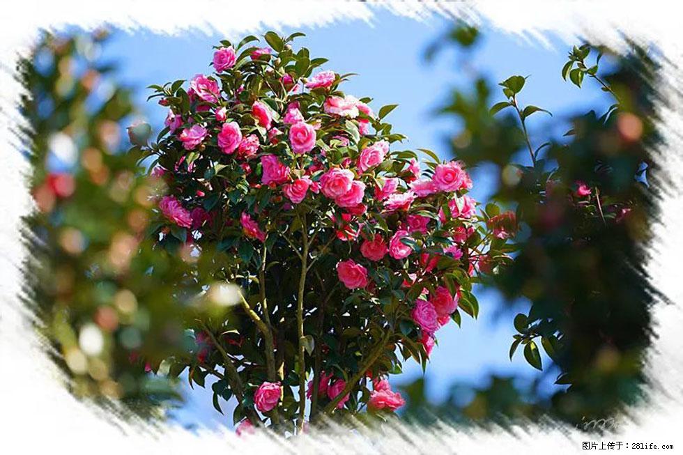 【春天，广西桂林灌阳县向您发出邀请！】杨柳井茶花惹人爱 - 游山玩水 - 广元生活社区 - 广元28生活网 guangyuan.28life.net