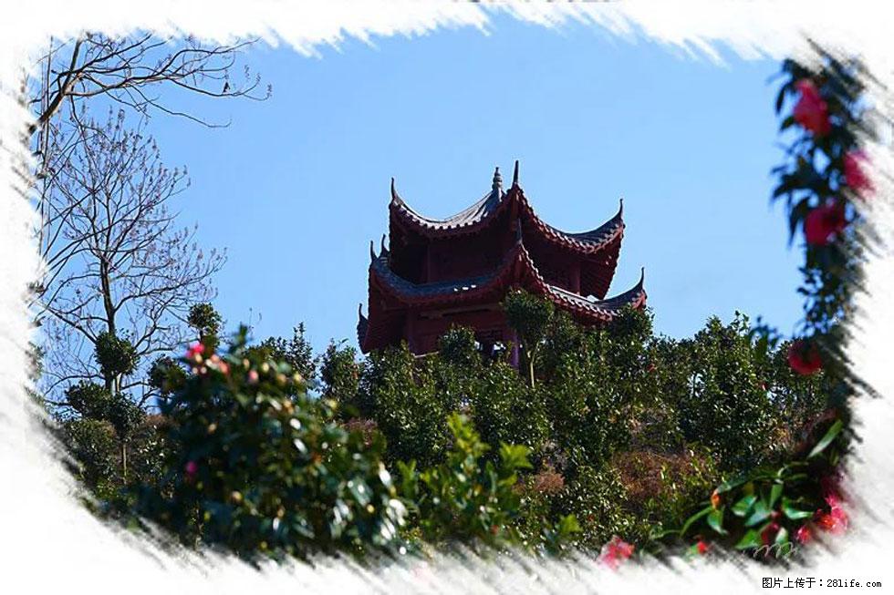 【春天，广西桂林灌阳县向您发出邀请！】杨柳井茶花惹人爱 - 游山玩水 - 广元生活社区 - 广元28生活网 guangyuan.28life.net