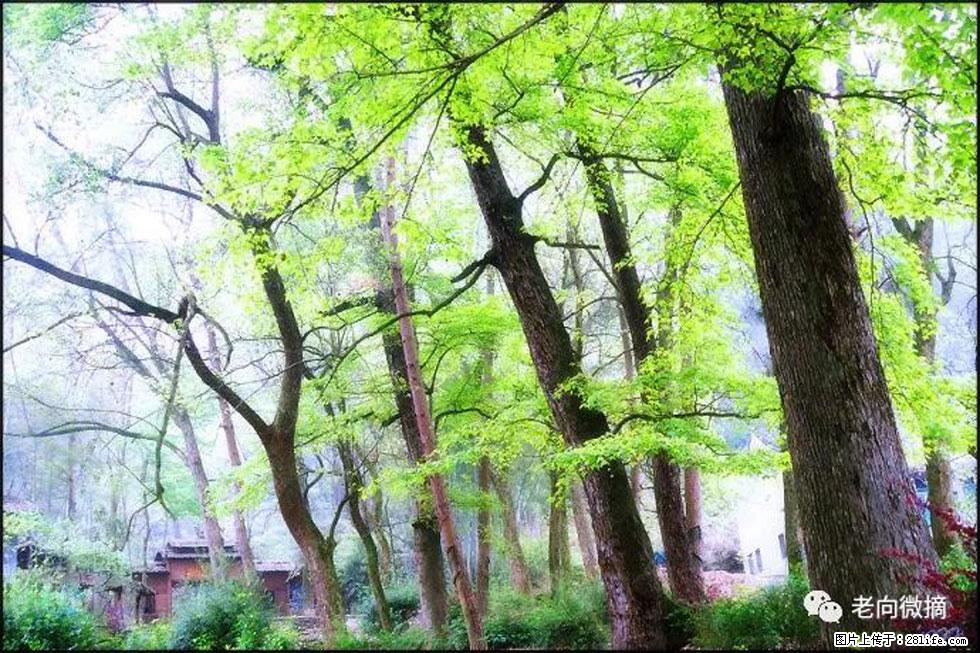 【春天，广西桂林灌阳县向您发出邀请！】在小龙村与春天约会 - 游山玩水 - 广元生活社区 - 广元28生活网 guangyuan.28life.net