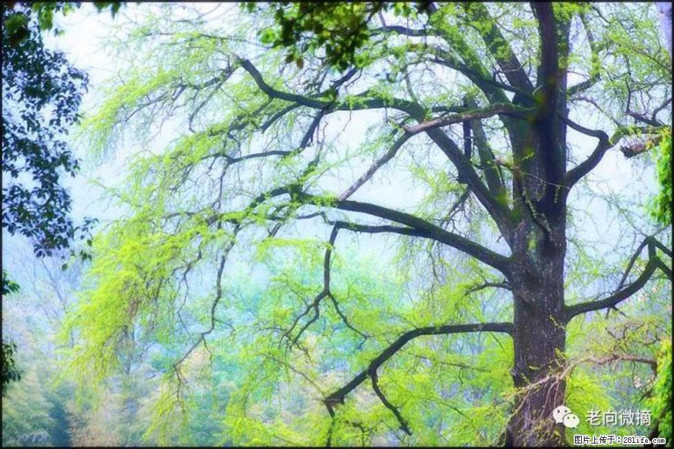 【春天，广西桂林灌阳县向您发出邀请！】在小龙村与春天约会 - 游山玩水 - 广元生活社区 - 广元28生活网 guangyuan.28life.net