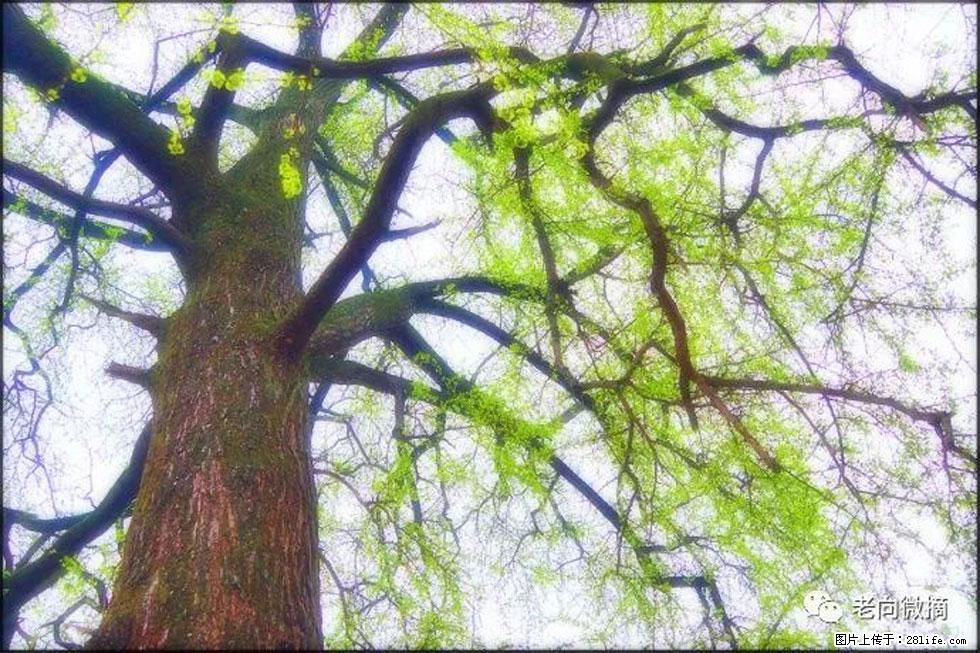 【春天，广西桂林灌阳县向您发出邀请！】在小龙村与春天约会 - 游山玩水 - 广元生活社区 - 广元28生活网 guangyuan.28life.net