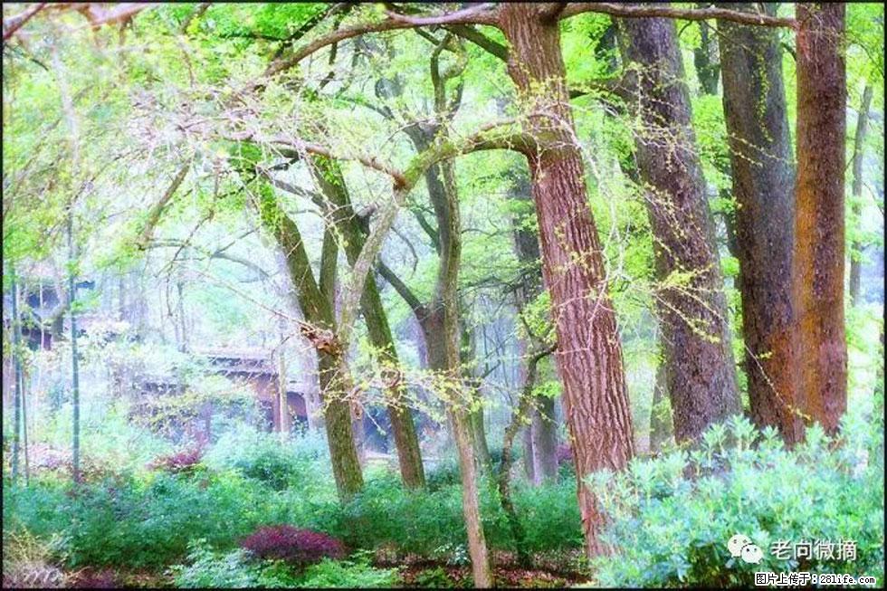 【春天，广西桂林灌阳县向您发出邀请！】在小龙村与春天约会 - 游山玩水 - 广元生活社区 - 广元28生活网 guangyuan.28life.net