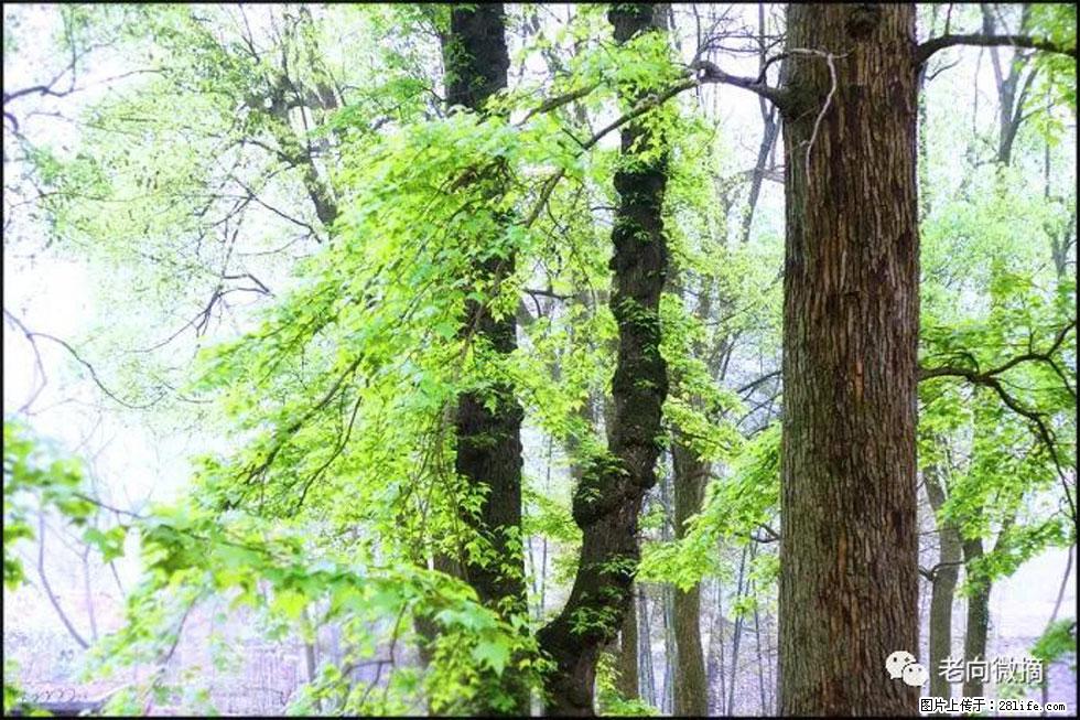 【春天，广西桂林灌阳县向您发出邀请！】在小龙村与春天约会 - 游山玩水 - 广元生活社区 - 广元28生活网 guangyuan.28life.net