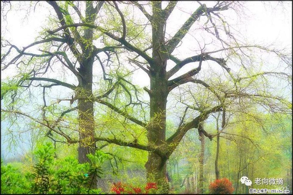 【春天，广西桂林灌阳县向您发出邀请！】在小龙村与春天约会 - 游山玩水 - 广元生活社区 - 广元28生活网 guangyuan.28life.net