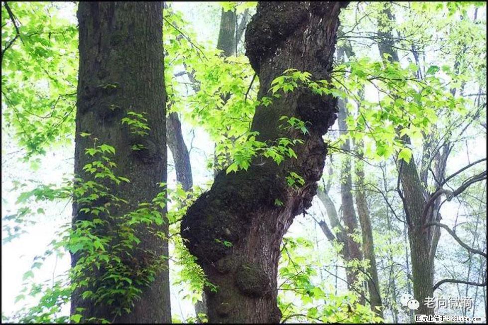 【春天，广西桂林灌阳县向您发出邀请！】在小龙村与春天约会 - 游山玩水 - 广元生活社区 - 广元28生活网 guangyuan.28life.net