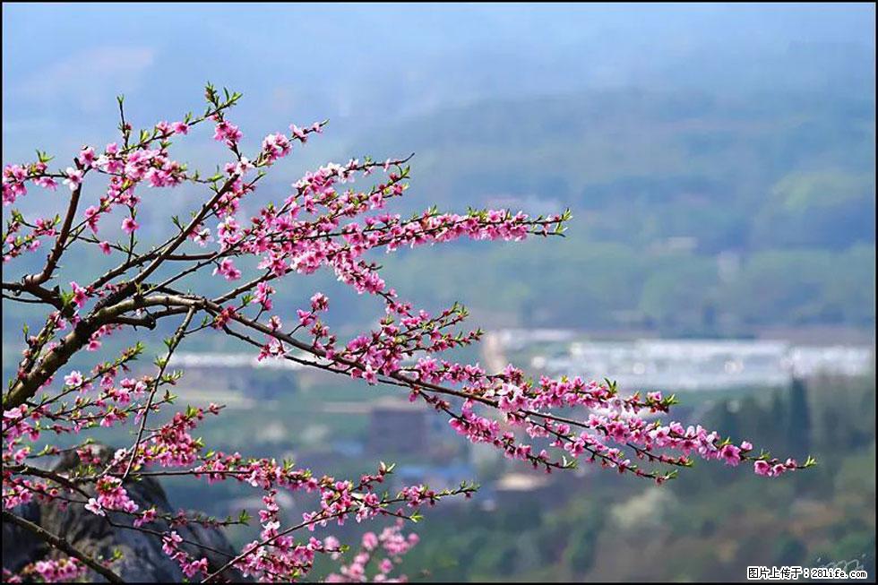 【春天，广西桂林灌阳县向您发出邀请！】望月岭上桃花开 - 游山玩水 - 广元生活社区 - 广元28生活网 guangyuan.28life.net