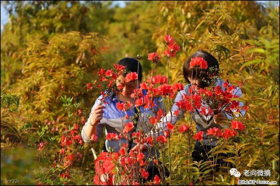 【春天，广西桂林灌阳县向您发出邀请！】登麒麟山，相约映山红 - 游山玩水 - 广元生活社区 - 广元28生活网 guangyuan.28life.net
