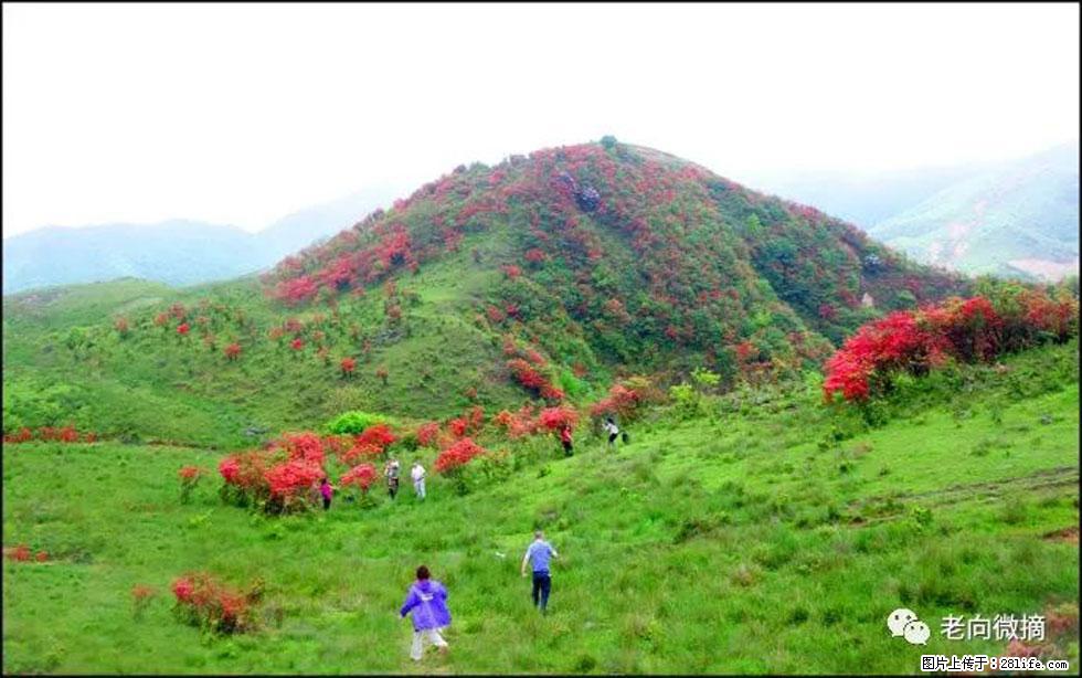 【春天，广西桂林灌阳县向您发出邀请！】宝盖山上映山红 - 游山玩水 - 广元生活社区 - 广元28生活网 guangyuan.28life.net