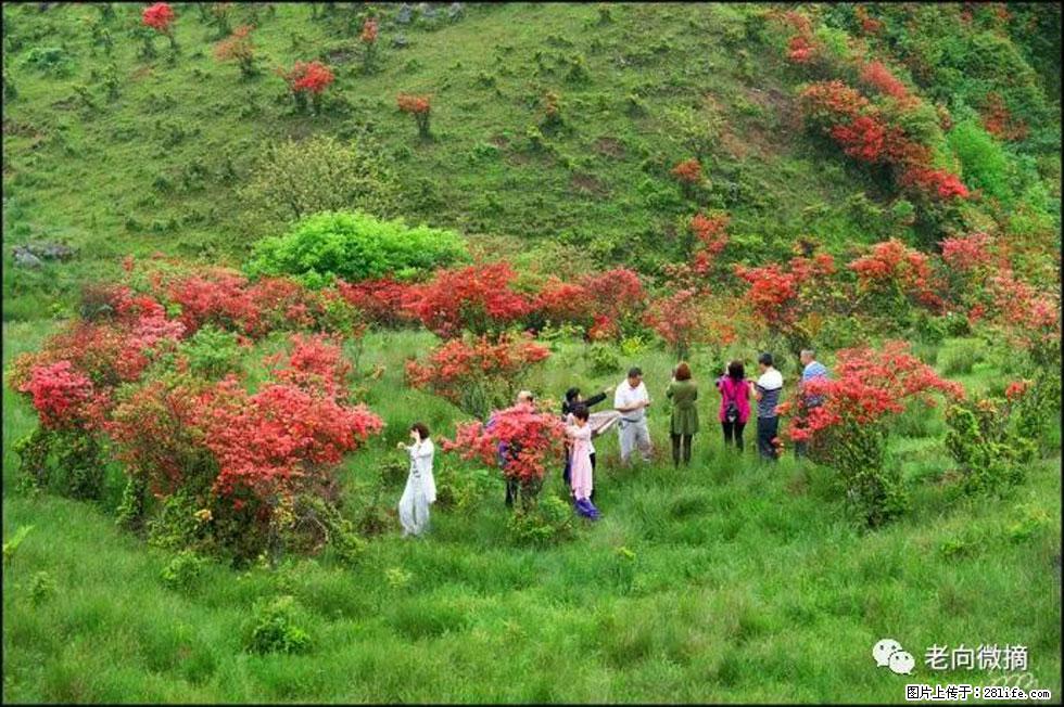 【春天，广西桂林灌阳县向您发出邀请！】宝盖山上映山红 - 游山玩水 - 广元生活社区 - 广元28生活网 guangyuan.28life.net