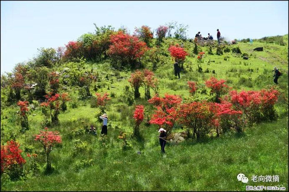 【春天，广西桂林灌阳县向您发出邀请！】宝盖山上映山红 - 游山玩水 - 广元生活社区 - 广元28生活网 guangyuan.28life.net