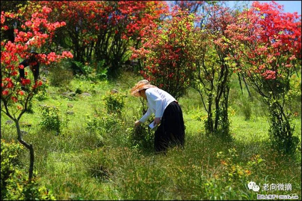 【春天，广西桂林灌阳县向您发出邀请！】宝盖山上映山红 - 游山玩水 - 广元生活社区 - 广元28生活网 guangyuan.28life.net