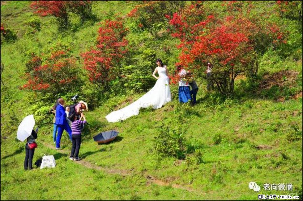 【春天，广西桂林灌阳县向您发出邀请！】宝盖山上映山红 - 游山玩水 - 广元生活社区 - 广元28生活网 guangyuan.28life.net