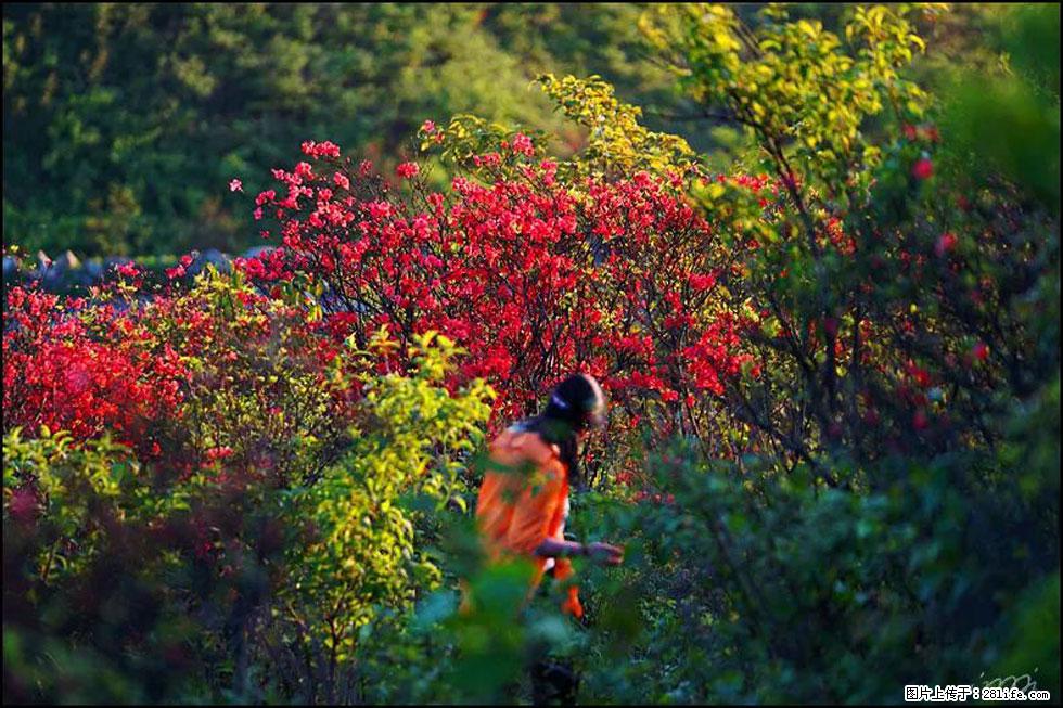 【春天，广西桂林灌阳县向您发出邀请！】春木界上映山红 - 游山玩水 - 广元生活社区 - 广元28生活网 guangyuan.28life.net