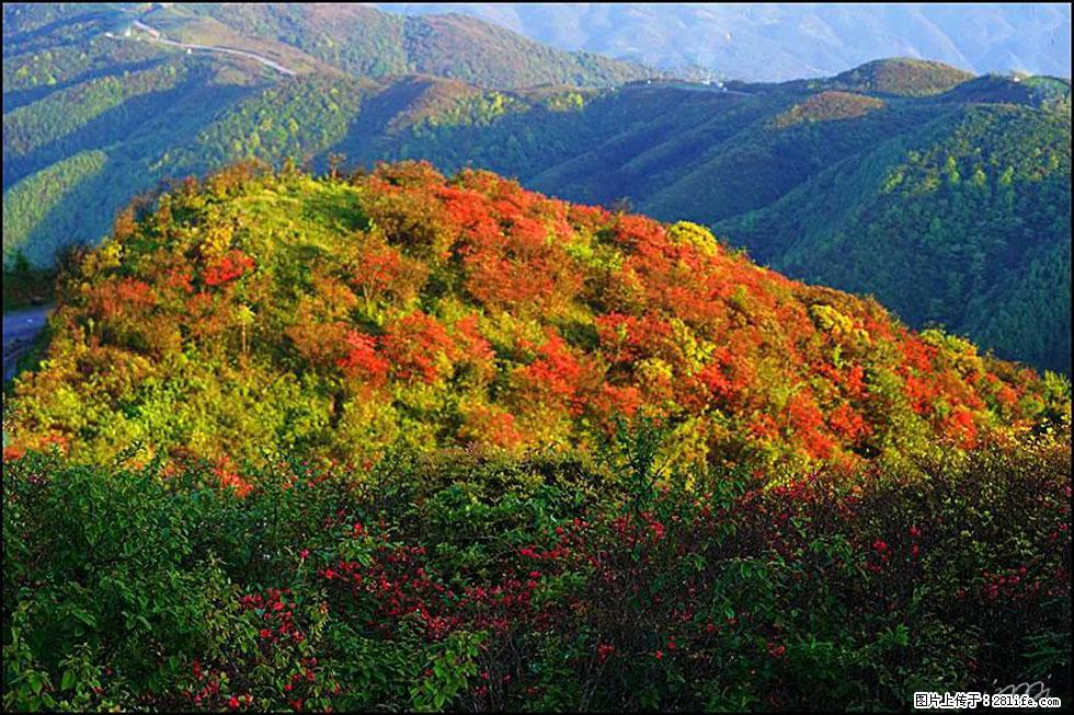 【春天，广西桂林灌阳县向您发出邀请！】春木界上映山红 - 游山玩水 - 广元生活社区 - 广元28生活网 guangyuan.28life.net