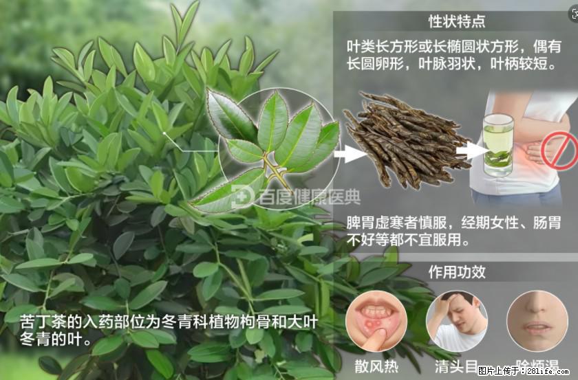 苦丁茶有哪些功效和作用 - 生活百科 - 广元生活社区 - 广元28生活网 guangyuan.28life.net