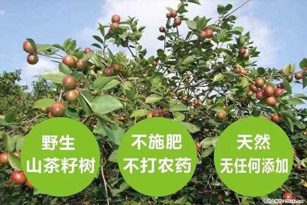 【灌阳县油茶产业示范区】一个有着充实的精神生活的人，对待身外之物自会有一种淡泊的态度 - 土特产 - 饮食特产 - 广元分类信息 - 广元28生活网 guangyuan.28life.net