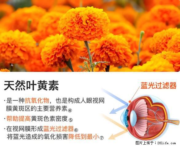 叶黄素有什么功效和作用 - 生活百科 - 广元生活社区 - 广元28生活网 guangyuan.28life.net