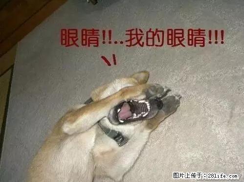 笑癫了！一女的怀孕三年未生，他终于忍不住了... - 娱乐八卦 - 广元生活社区 - 广元28生活网 guangyuan.28life.net