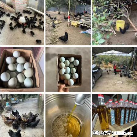 油茶园从小鸡仔开始养起的纯土鸡、土鸡蛋可以预定啦！还有前几天刚榨的纯山茶油哦 - 美食天地 - 广元生活社区 - 广元28生活网 guangyuan.28life.net