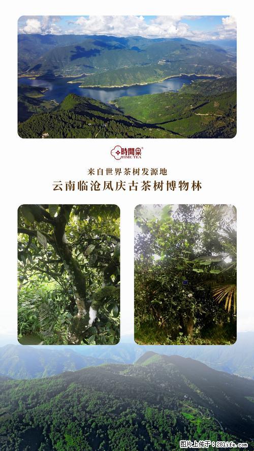 时间果百年古树2025年春红茶 - 购物交流 - 广元生活社区 - 广元28生活网 guangyuan.28life.net