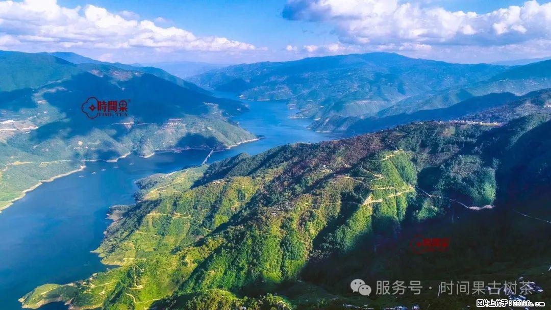 时间果百年古树龙珠普洱生茶 - 购物交流 - 广元生活社区 - 广元28生活网 guangyuan.28life.net