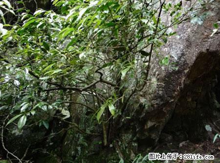 平乐石崖茶，珍贵仅次于金花茶 - 广元生活资讯 - 广元28生活网 guangyuan.28life.net