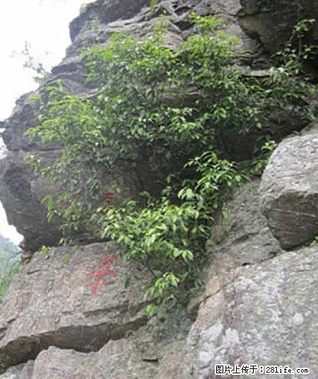平乐石崖茶，珍贵仅次于金花茶 - 广元生活资讯 - 广元28生活网 guangyuan.28life.net