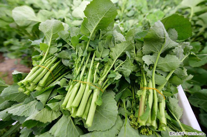 这些蔬菜是“天然钙片”，这6种被医生重点推荐 - 广元生活资讯 - 广元28生活网 guangyuan.28life.net